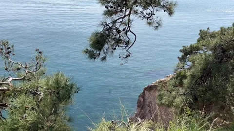 View of the sea through pine branches -   stock video Stock Footage 240339067