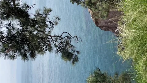 View of the sea through pine branches - Vertical stock video Stock Footage 240339068