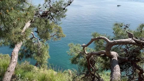 View of the sea through pine branches - Vertical stock video Stock Footage 240339069