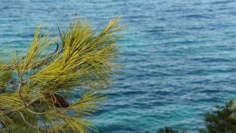 View on the sea through pine tree Stock Footage 122160322