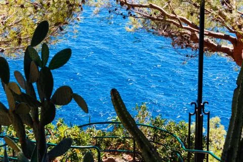 A view of the sea through the trees, cacti Stockfoto's