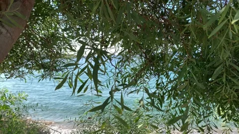 View of the sea through trees in Coral Bay Cyprus Stock Footage 211806361