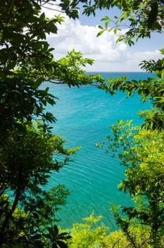 View of Sea through Trees Stock Photos