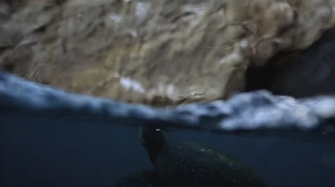View of sea turtle in the ocean Stock Footage 46665798