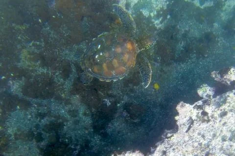 View of a Sea Turtle Stock Photos
