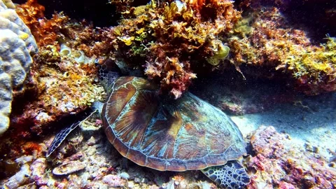 View of a sea turtle resting near a coral reef in the Philippines. Video stock 341454045