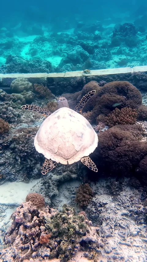 View of a sea turtle swimming over a coral reef, Indonesia. 库存影片 339899047