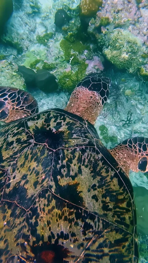 View of a sea turtle swimming over a coral reef, Indonesia. Stock Footage 339899785