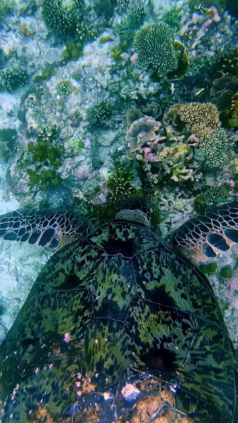 View of a sea turtle swimming over a coral reef in Indonesia. 库存影片 340642655