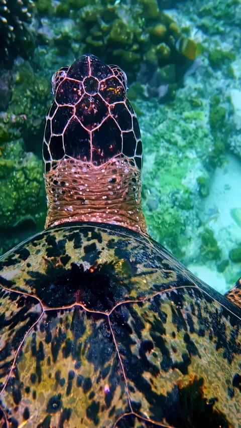 View of a sea turtle swimming over a coral reef in Indonesia. Stock Footage 340642685
