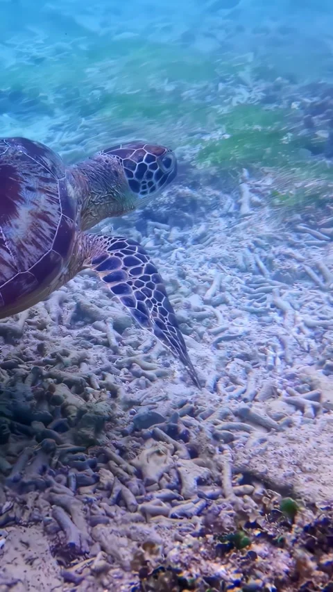 View of a sea turtle swimming over a coral reef in Indonesia. Vídeos de archivo 340642746