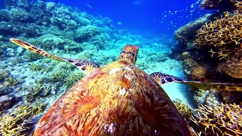 View of a sea turtle swimming over a coral reef, Philippines. Video stock 341453566