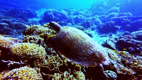 View of a sea turtle swimming over a vibrant coral reef, Philippines. 库存影片 341453569