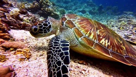 View of a sea turtle swimming over a coral reef in the Philippines. Video stock 341453997