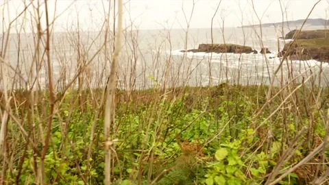 View of the sea from a viewpoint full of tall dry bushes moving in the strong Stock Footage 143005682