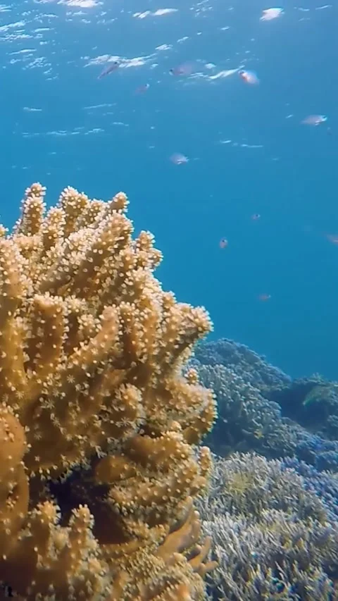 View of the seabed Stock Footage 236740008