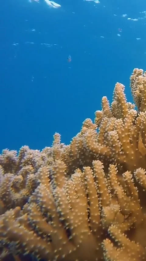 View of the seabed Video stock 236740009