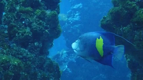 View of the seabed Stock Footage 236740058