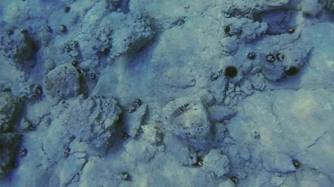 View of a seabed reflecting sun rays.One fish standing above small rock. 库存影片 94710816