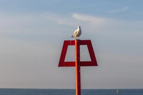 A view of a seagull looking directly to the camera on the top of a red groyne Stock Photos