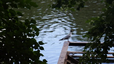 A view of a seagull perched on the water through tree branches on a summer day Stock Footage 278143225