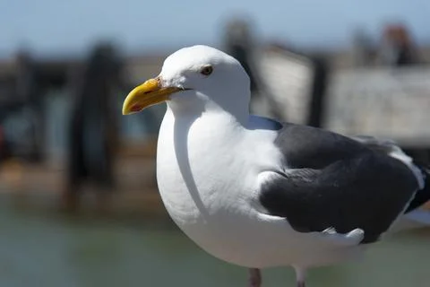 View of seagull at Pier Stock Photos