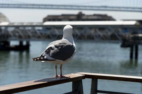 View of seagull at Pier Stock Photos