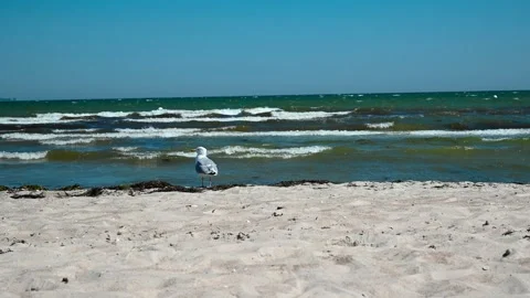 View of a seagull on the seashore Stock Footage 277824713