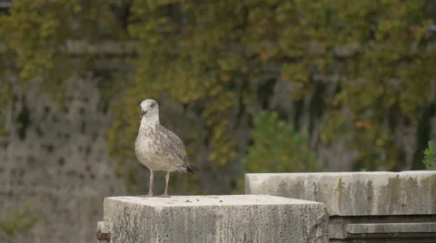 View of a seagull standing on a pillar in Rome Stock Footage 60042349