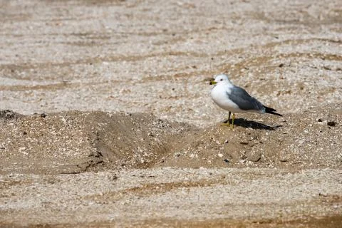 View of a Seagull walking on sandy beach Stock Photos