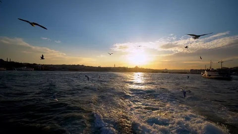 View Of The Seagulls From A Ferry Stock Footage 122826047