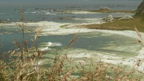 View of Seal Colony through grass 動画素材 260370327