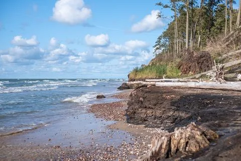 A view of the seashore after a storm. Fallen pine trees, Stock Photos
