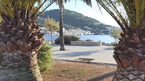 A view of seaside with close up palm tees. Stock Footage 106156032