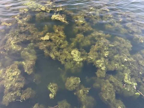 View on seaweed Stock Photos