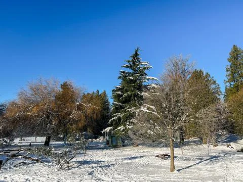 A View of Second Beach covered in snow with pine trees in the background Stock Photos