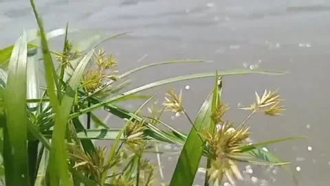 View of sedge grass growing wild on the edge of a flowing river. 스톡 동영상 333495267