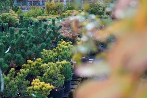 A view of the seedlings of coniferous trees through a branch of an ornament.. Fotos de archivo