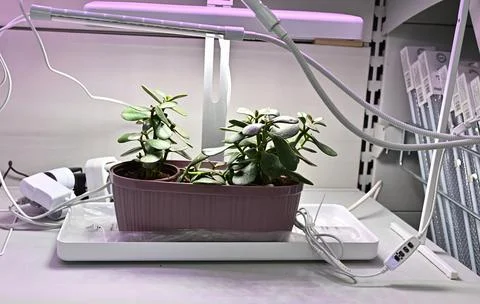 View of seedlings in trays under the light of a lamp Stock Photos