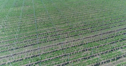 A view of the seedlings of trees from the air, flying over tree seedlings, a Stock Footage 81003425