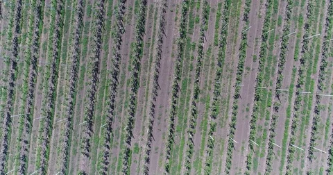 A view of the seedlings of trees from the air, flying over tree seedlings, a Stock Footage 81003728