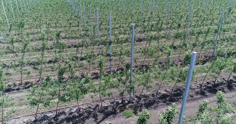 A view of the seedlings of trees from the air, flying over tree seedlings, a gar Stock Footage 81355642