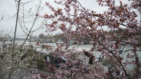 A view of the Seine river seen through blossoming spring trees. Stock Footage 171883052