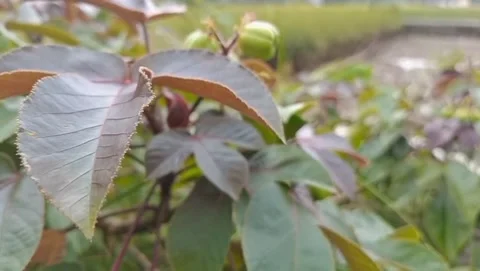 View of Senduduk fruit with purplish lower leaves. Stock Footage 331571667