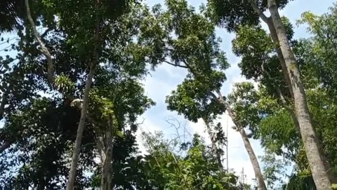 A view of sengon trees growing tall with lush green leaves. Stock Footage 325302944
