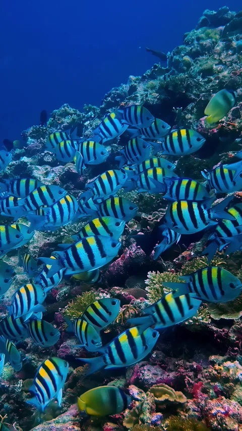 View of sergeant major fish swimming over a coral reef in Indonesia. Stock Footage 339898233