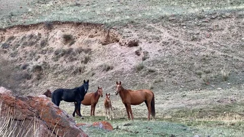 A view of several beautiful brown and black horses 스톡 동영상 241076385