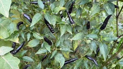 View of several black cobra peppers, displaying a cluster of uniquely colored 스톡 사진