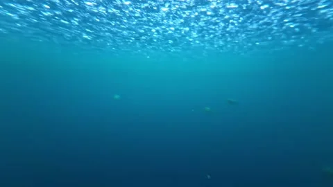 View of several Crown Jellyfish. Stock Footage 336318904
