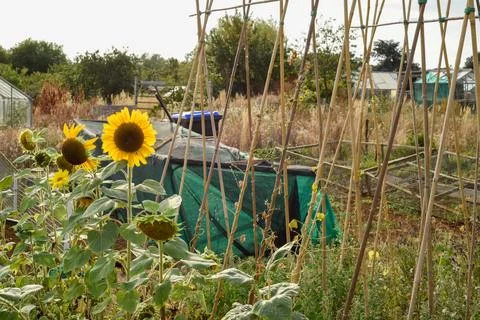 View of several vegetable plots during evening on an allotment patch in a c.. Foto stock